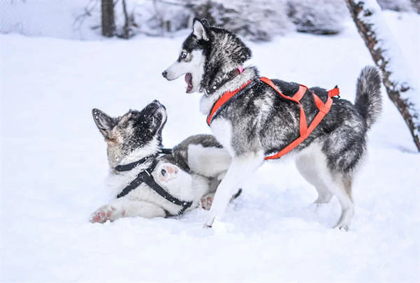 Cytopoint for Dogs: Itch Relief That Actually Works