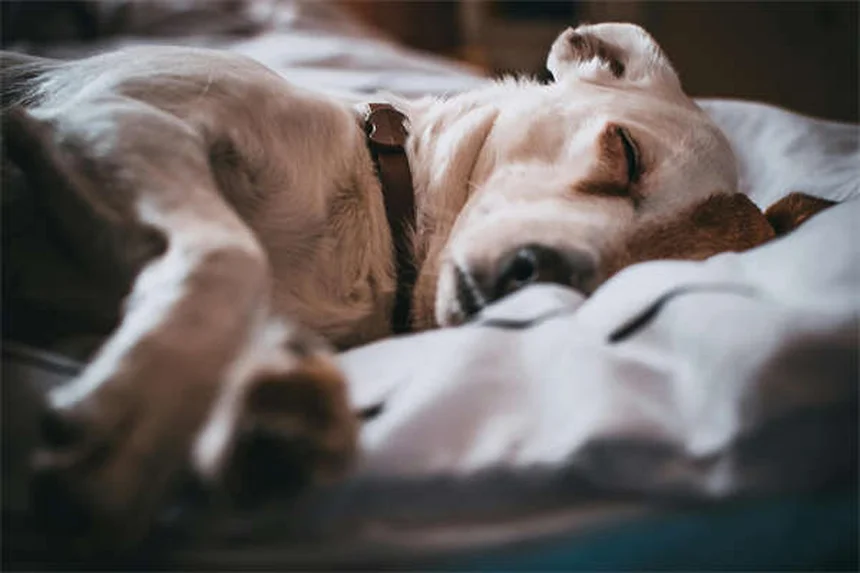 Cytopoint for Dogs: Itch Relief That Actually Works