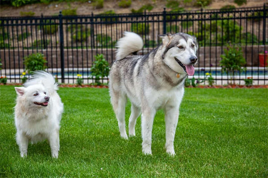 Cytopoint for Dogs: Itch Relief That Actually Works