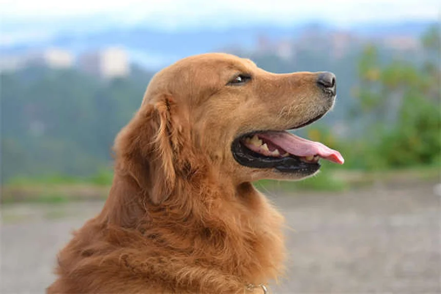 Can Ticks Jump? The Truth About How Ticks Get on Dogs