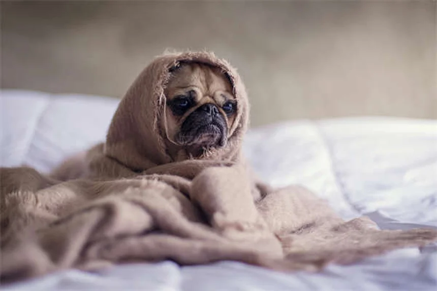 Can Ticks Jump? The Truth About How Ticks Get on Dogs