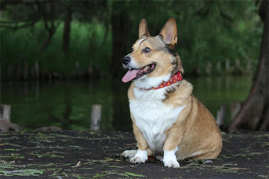 Why Do Dogs Do the "I Love You" Stretch? 5 Adorable Reasons