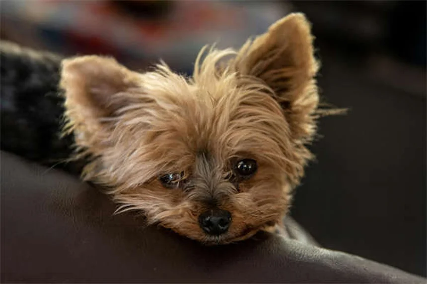 Essential Oils for Dogs: Safe Uses & Toxic Oils to Avoid