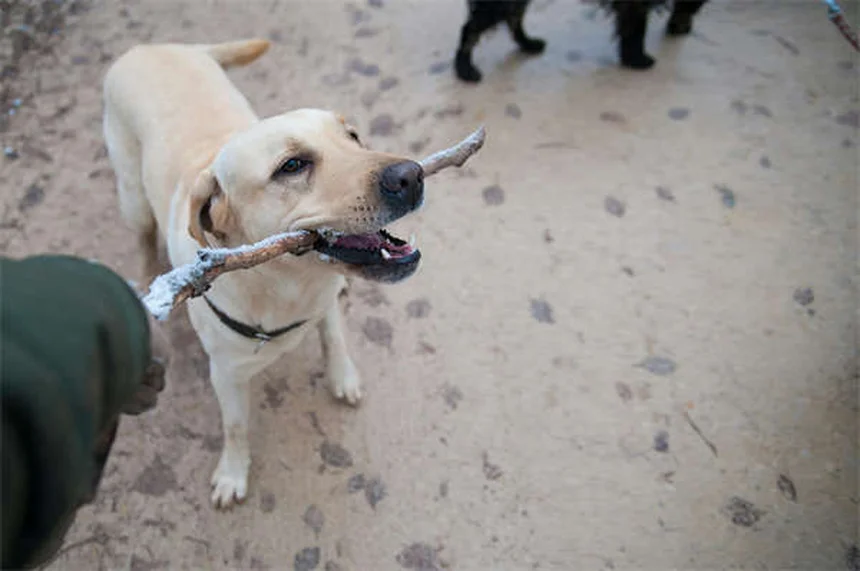 Essential Oils for Dogs: Safe Uses & Toxic Oils to Avoid