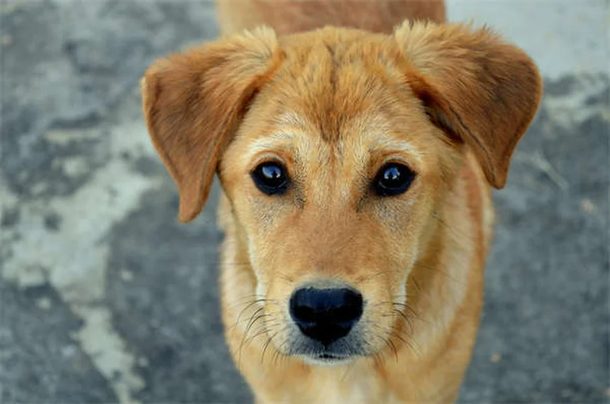 Essential Oils for Dogs: Safe Uses & Toxic Oils to Avoid