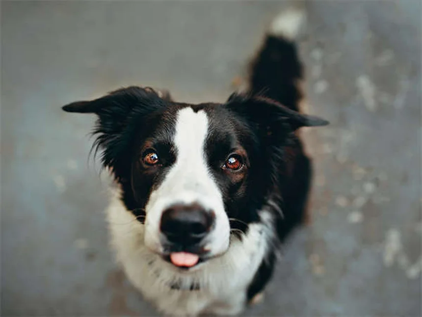 Dog Aggression Explained: Signs, Causes & How to Stop It