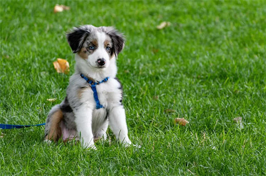 How to Brush Your Puppy's Teeth: 5 Simple Steps for Healthy Dog Dental Care
