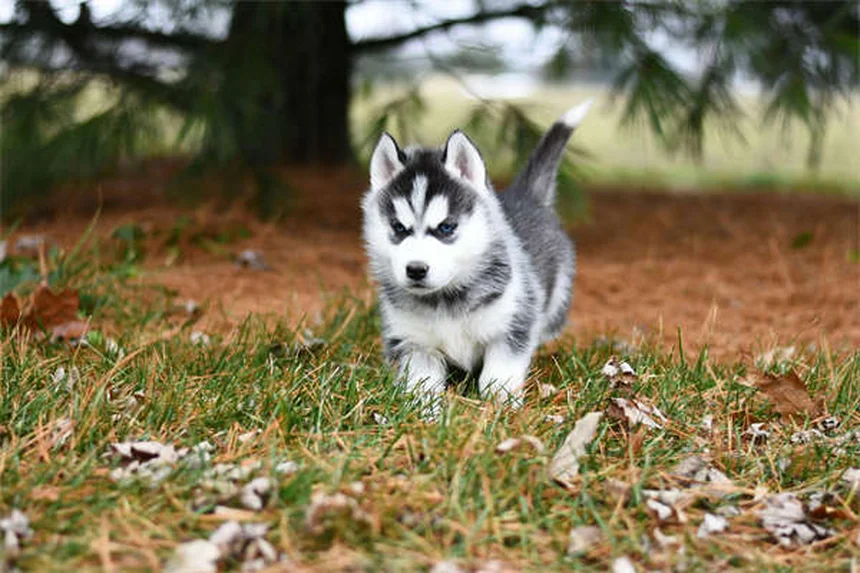 How to Brush Your Puppy's Teeth: 5 Simple Steps for Healthy Dog Dental Care