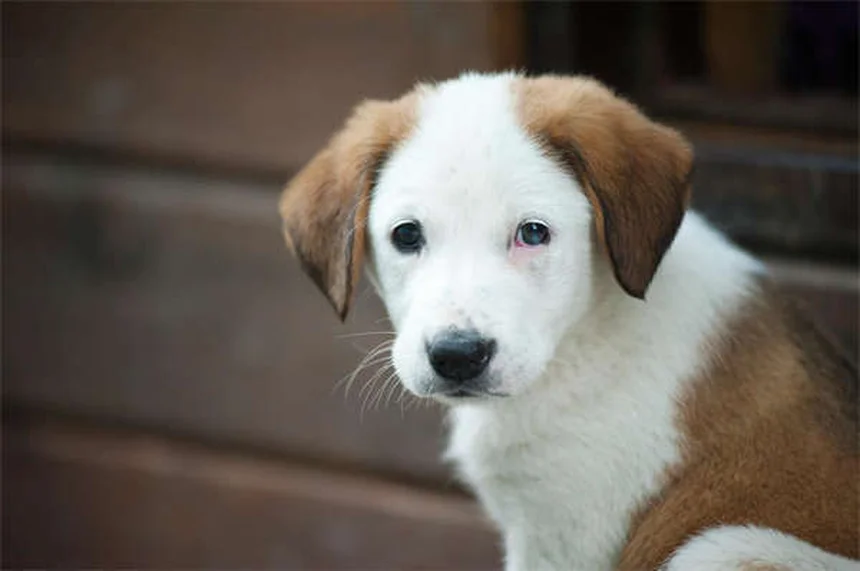 Dog Bladder Stones: Best Food Treatments & Prevention Tips