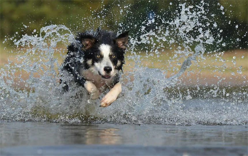 Dog Bladder Stones: Best Food Treatments & Prevention Tips