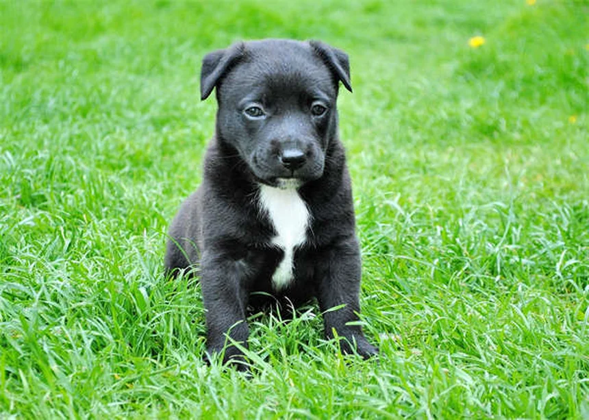 Clostridial Enterotoxicosis in Dogs: Symptoms, Treatment & Prevention