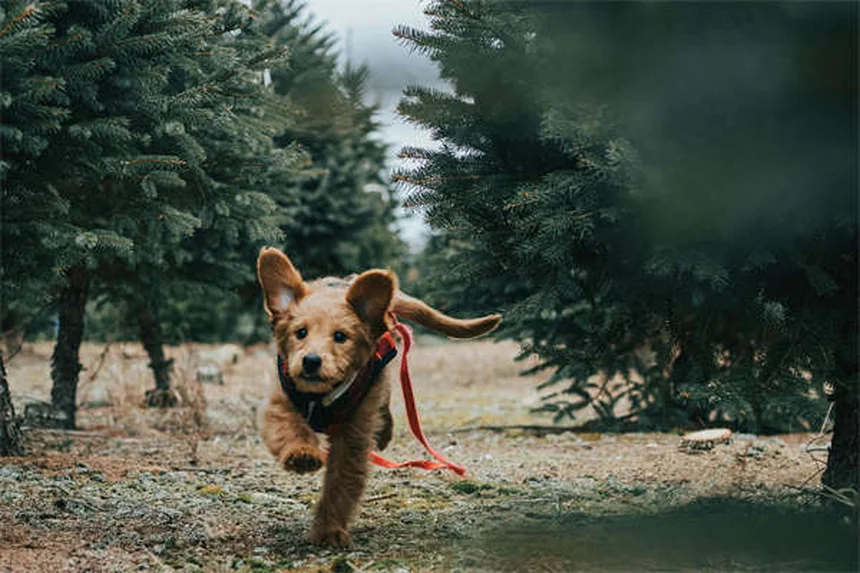 Do Dogs Know When They're Dying? 7 Signs Your Pet Is Nearing the End