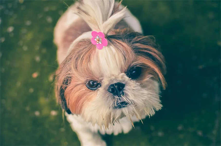 Why Do Dogs Sleep So Much? 7 Surprising Reasons Explained