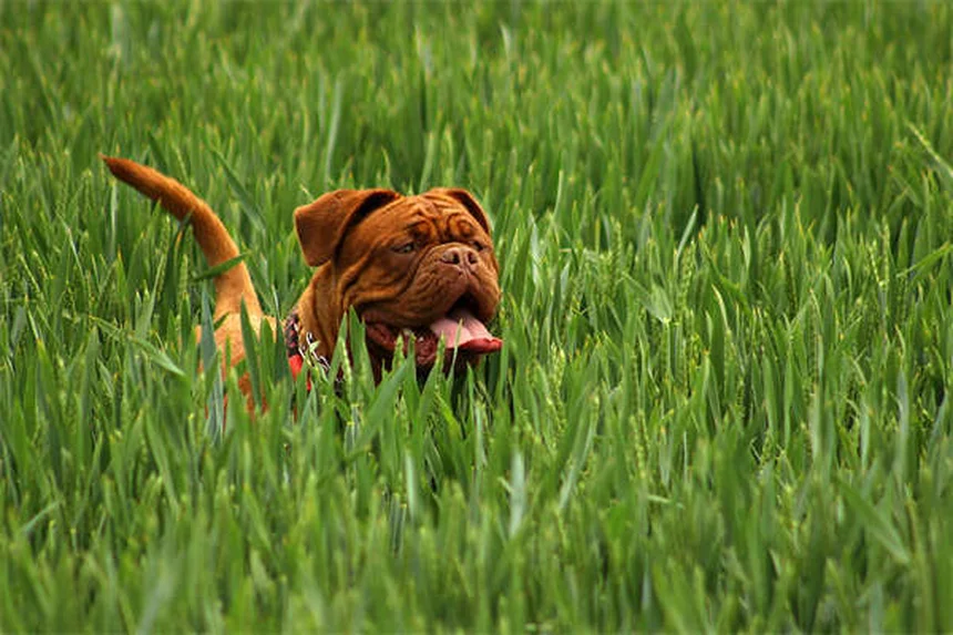 Why Do Dogs Sleep So Much? 7 Surprising Reasons Explained