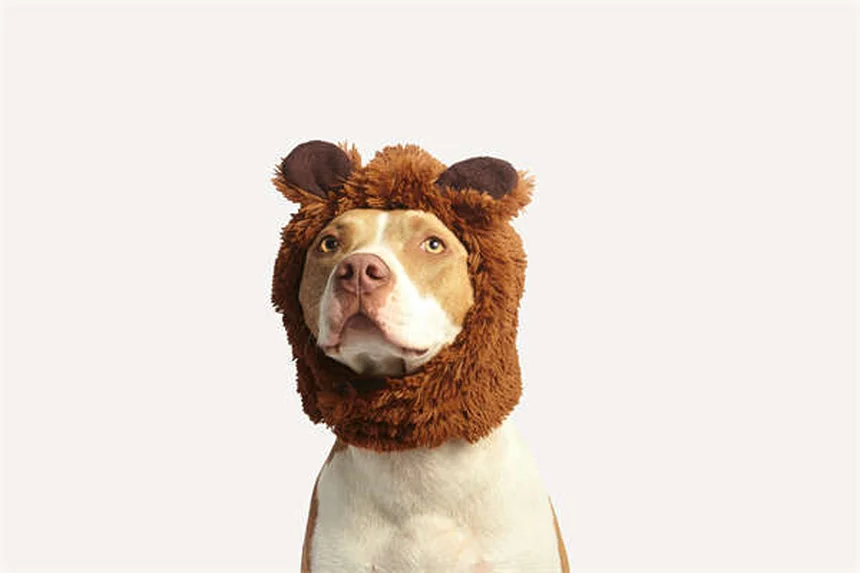 How to Calm a Nervous Dog: 7 Vet-Approved Solutions That Work