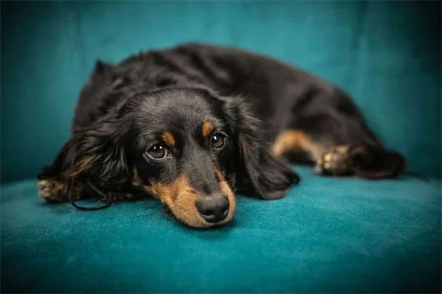 How to Calm a Nervous Dog: 7 Vet-Approved Solutions That Work