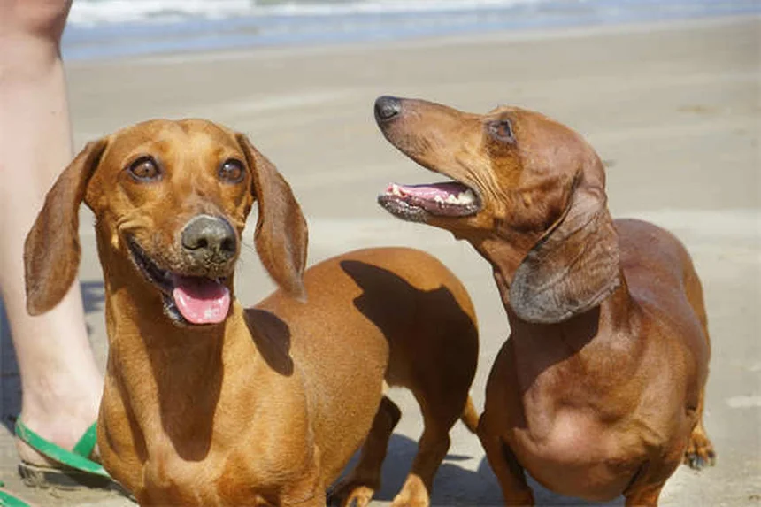 Gerbils and Tapeworms: Symptoms, Treatment & Prevention Tips