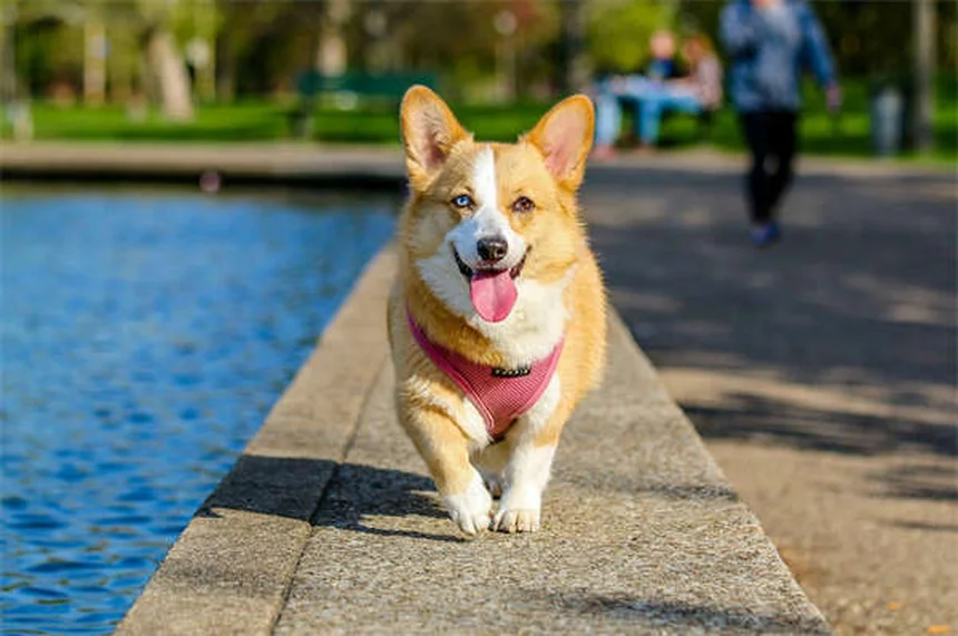 7 Heartbreaking Signs It's Time to Say Goodbye to Your Dog