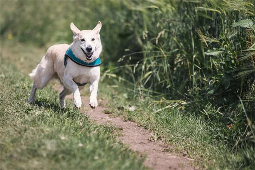 7 Heartbreaking Signs It's Time to Say Goodbye to Your Dog