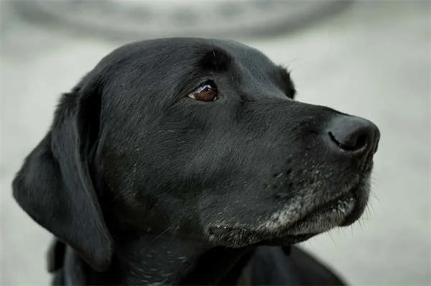 Mitral Valve Disease in Dogs: Symptoms, Treatment & Prevention