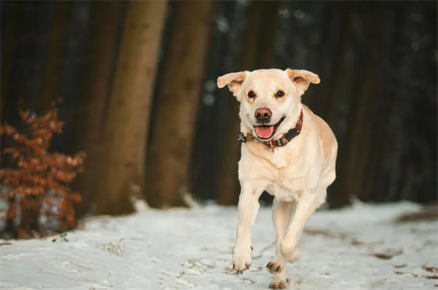 Mitral Valve Disease in Dogs: Symptoms, Treatment & Prevention