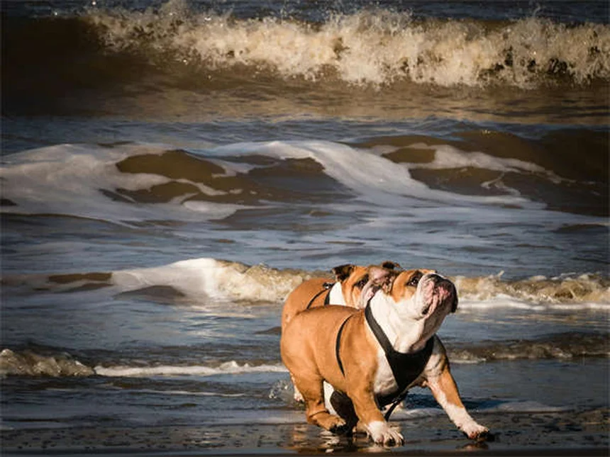 7 Dog Walking Mistakes You're Probably Making (And How to Fix Them)
