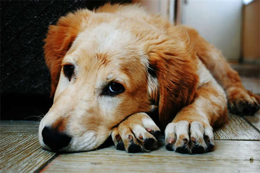 10 Cleanest Dog Breeds That Won't Leave Hair Everywhere