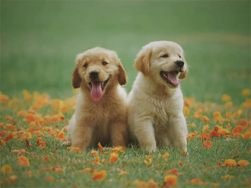 10 Cleanest Dog Breeds That Won't Leave Hair Everywhere