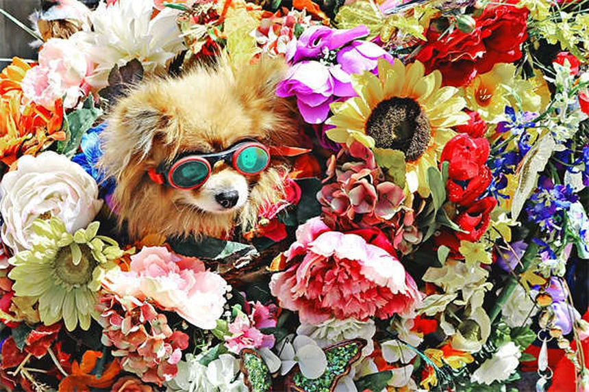 Dog Supplements: What You Need to Know for Your Pup's Health