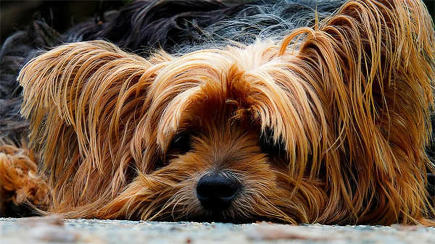 Dog Supplements: What You Need to Know for Your Pup's Health