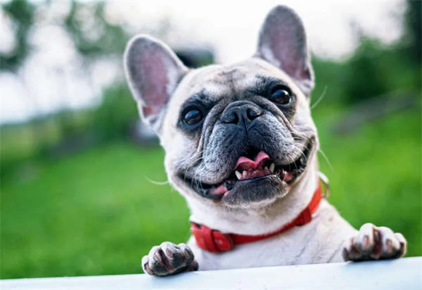 Bravecto® for Dogs & Cats: Flea & Tick Protection That Works