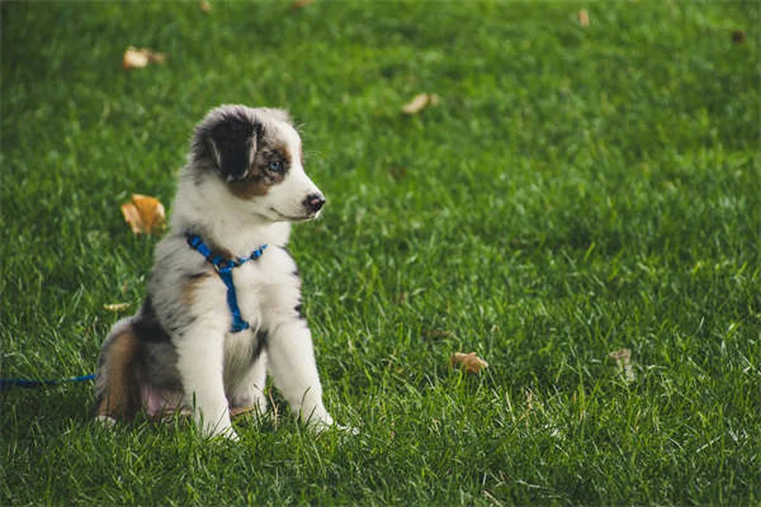 10 Natural Ways to Calm an Anxious Dog Without Medication