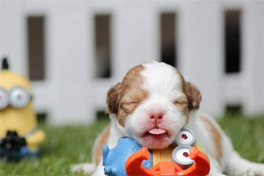 10 Natural Ways to Calm an Anxious Dog Without Medication