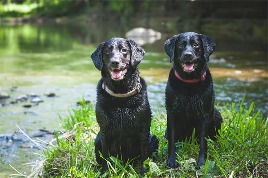 Rat Mites: 5 Warning Signs Your Pet Has These Itchy Pests