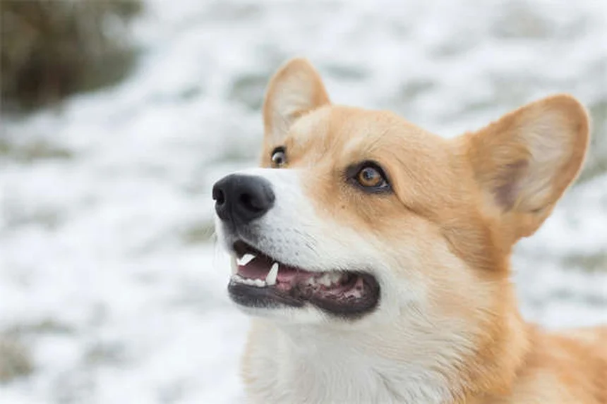 How to Get Rid of Dog Pee Smell Fast: 7 Proven Cleaning Hacks