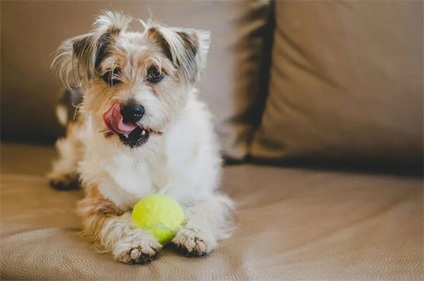 How to Get Rid of Dog Pee Smell Fast: 7 Proven Cleaning Hacks