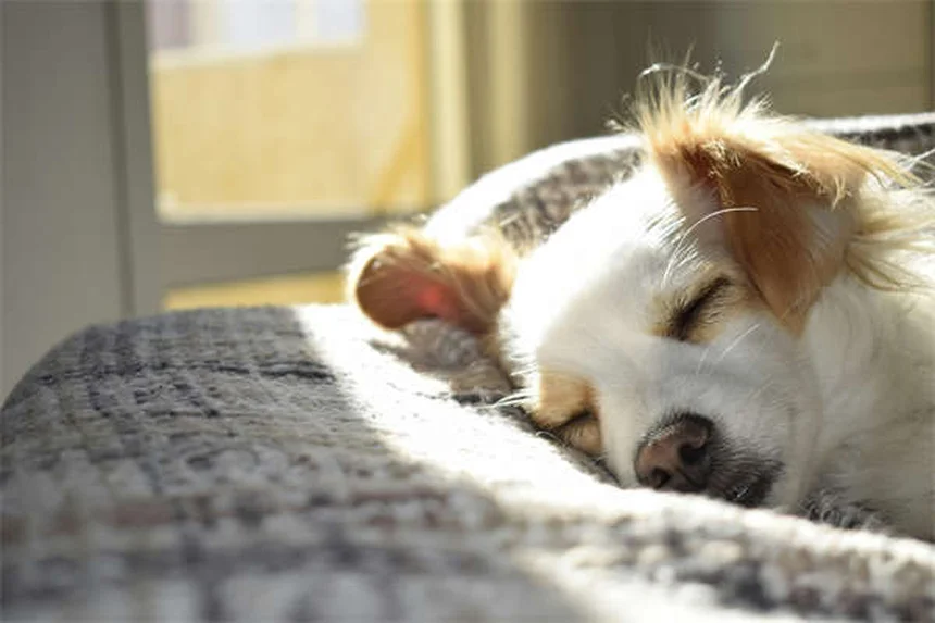 How to Give Your Dog or Cat Insulin Shots Like a Pro
