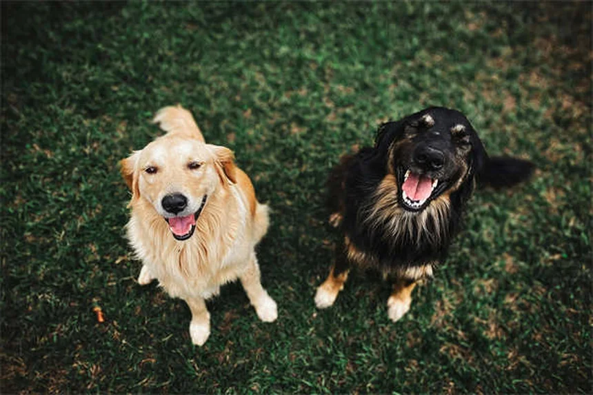 How to Give Your Dog or Cat Insulin Shots Like a Pro