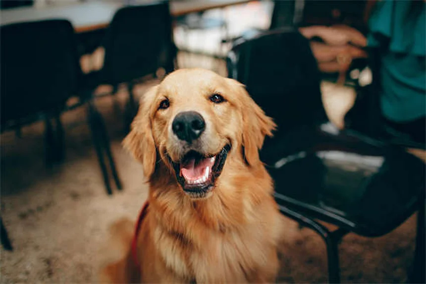 Dog Fever Symptoms: 5 Warning Signs Every Pet Owner Should Know
