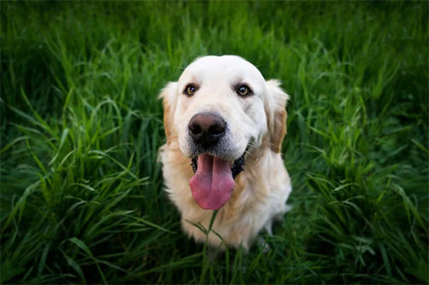 Dog Fever Symptoms: 5 Warning Signs Every Pet Owner Should Know