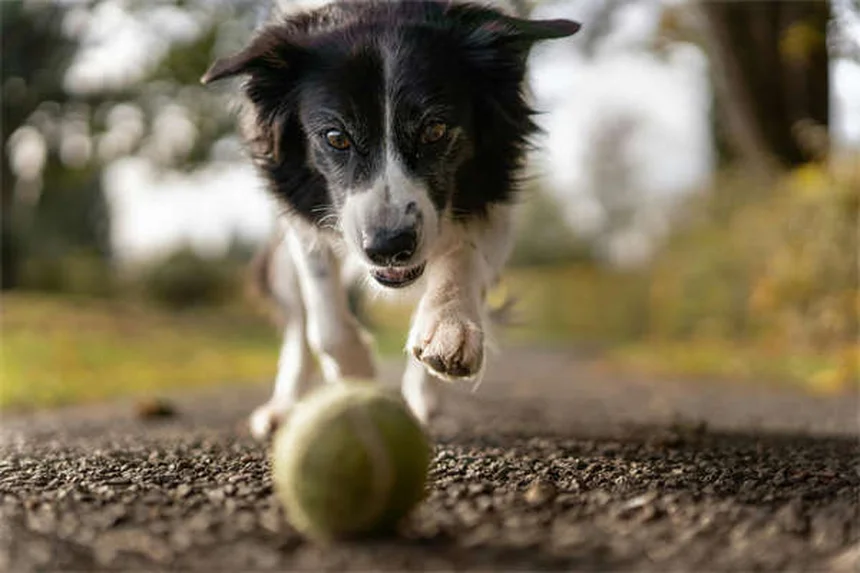 Dog Fever Symptoms: 5 Warning Signs Every Pet Owner Should Know