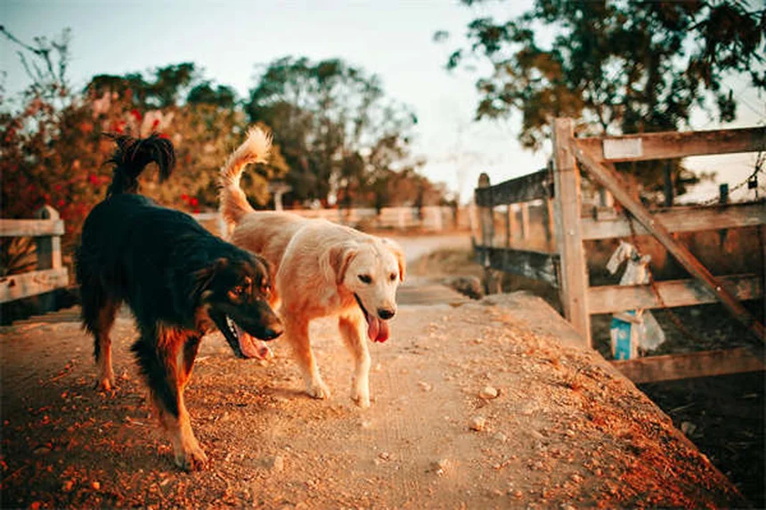 20 Spring Pet Dangers: Keep Your Dog or Cat Safe This Season