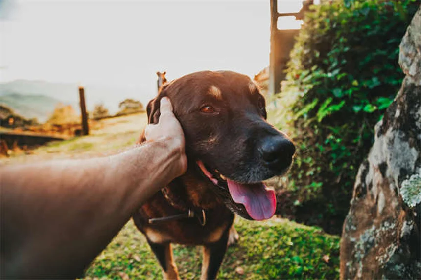 20 Spring Pet Dangers: Keep Your Dog or Cat Safe This Season