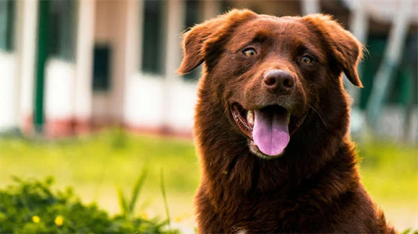 Nocturnal vs Crepuscular Pets: Key Differences & Best Nighttime Companions