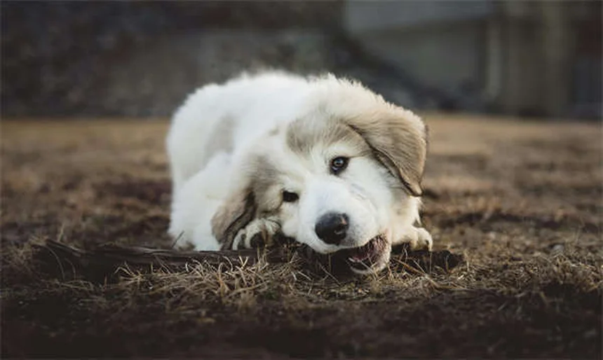 Dog Weight Loss: 5 Vet-Approved Tips to Help Your Pup Shed Pounds