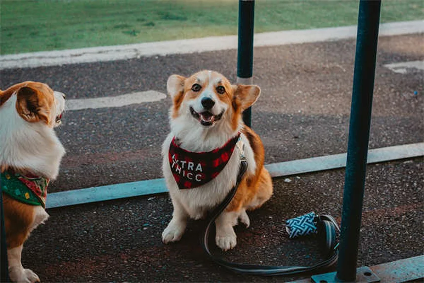 Dog Weight Loss: 5 Vet-Approved Tips to Help Your Pup Shed Pounds