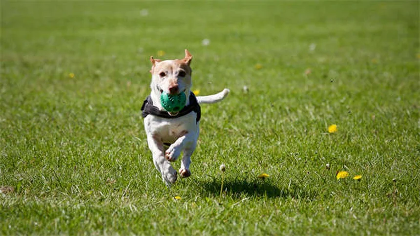 5 Warning Signs in Your Dog's Gums You Should Never Ignore