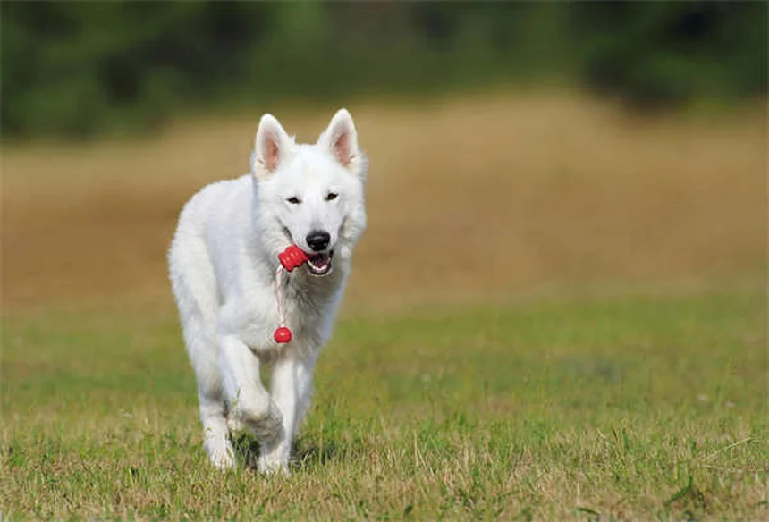 5 Warning Signs in Your Dog's Gums You Should Never Ignore