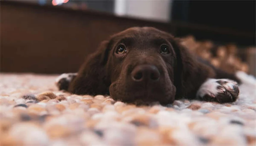 5 Warning Signs in Your Dog's Gums You Should Never Ignore