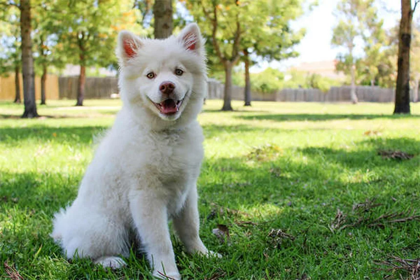 How Much to Feed Your Dog: The Complete Feeding Guide